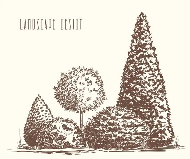 Vector illustration of sketch coniferous plants in landscape design vector