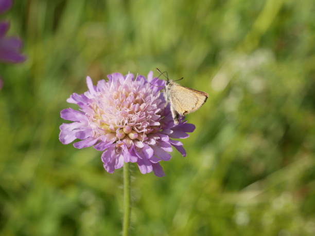 istock A small butterfly with folded wings collects nectar on a field scabious flower on a sunny summer day. Pollination of medicinal plants in the meadow. 1558882377