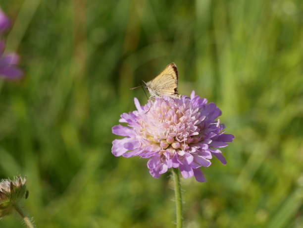 istock A small butterfly with folded wings collects nectar on a field scabious flower on a sunny summer day. Pollination of medicinal plants in the meadow. 1558882930