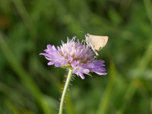 istock A small butterfly with folded wings collects nectar on a field scabious flower on a sunny summer day. Pollination of medicinal plants in the meadow. 1558884778