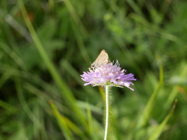 istock A small butterfly with folded wings collects nectar on a field scabious flower on a sunny summer day. Pollination of medicinal plants in the meadow. 1558885063