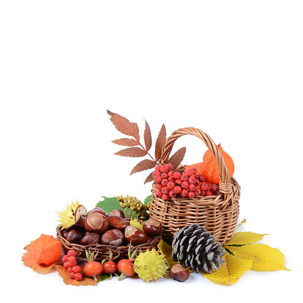 istock Autumn still-life - chestnuts and a mountain ash 155888648