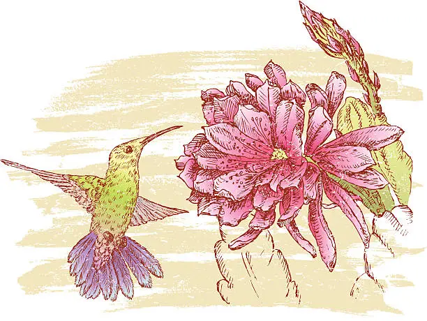 Vector illustration of Hummingbird and flower