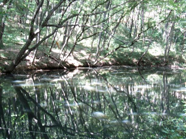 istock Japan. Lake in the forest. Impressionism. 1558888305