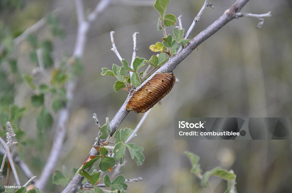 Praying Mantis Cocoon Praying Mantis Cocoon Pupa almost ready to hatch. Chihuahua Desert Stock Photo