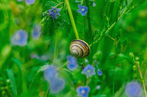 Snail on Chamomile Flower