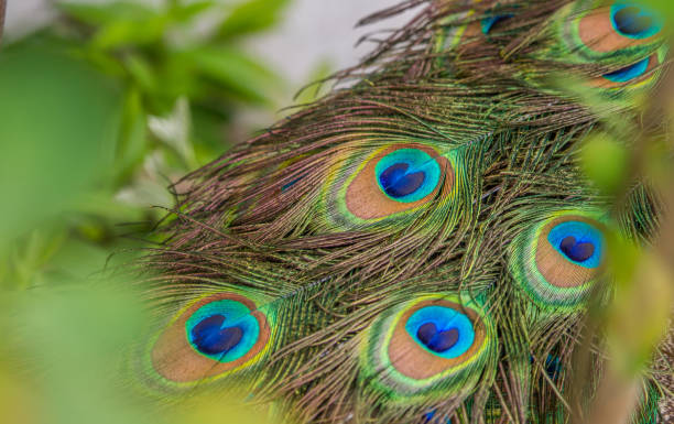 istock Close-up of peacock feathers 1558911692
