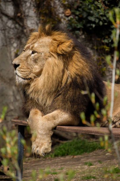 istock Majestic lion, Wilhelma, Stuttgart 1558911711