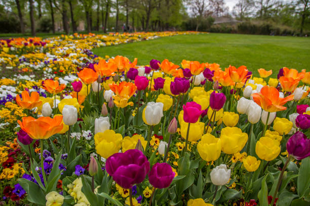 istock Field of colorful tulips 1558912228