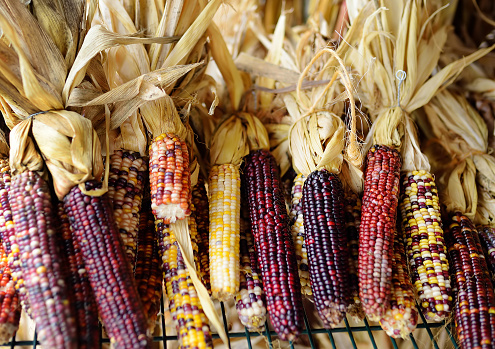 Colorful ears of indian corn ready for sale at the seasonal agricultural fair. Market on pumpkin farm. Traditional autumn vegetables for food or decoration.