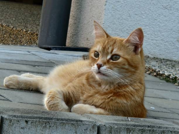 istock Beauty ginger cat's photo 1558913829
