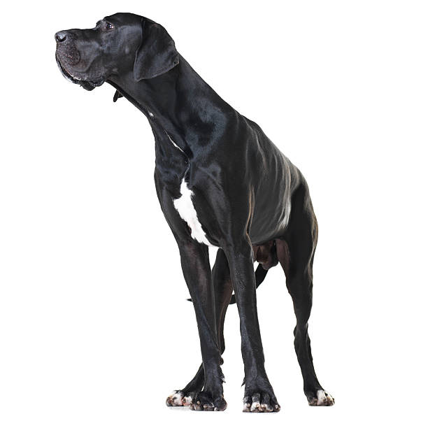 Focused on being a great watchdog Alert great dane standing isolated on white and looking away - full-length huge black dog stock pictures, royalty-free photos & images