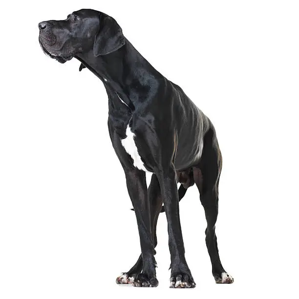 Alert great dane standing isolated on white and looking away - full-length