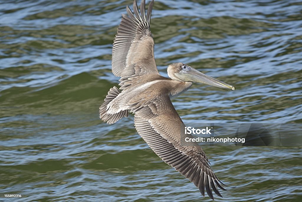 Pelican - Foto de stock de Ala de animal libre de derechos