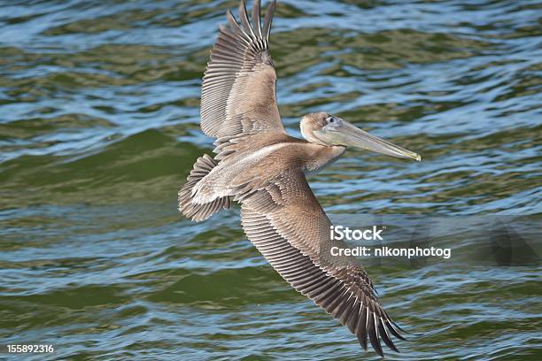 Pelican Foto de stock y más banco de imágenes de Ala de animal - Ala de animal, Estados de la Costa del Golfo, Fauna silvestre