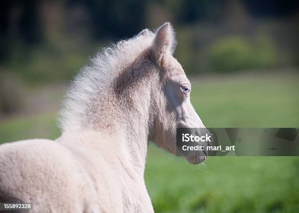 Pony Жеребёнок — стоковые фотографии и другие картинки Welsh Pony - Welsh Pony, Горизонтальный, Грива