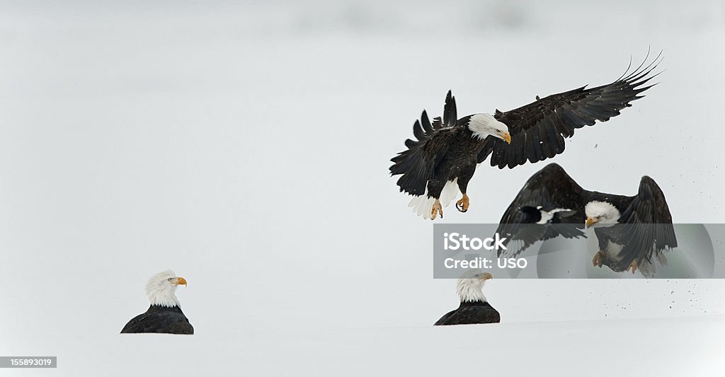 Lucha contra la águilas calvas (Haliaeetus leucocephalus) - Foto de stock de A ver pájaros libre de derechos