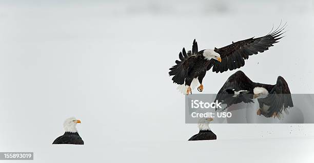 Lucha Contra La Águilas Calvas Foto de stock y más banco de imágenes de A ver pájaros