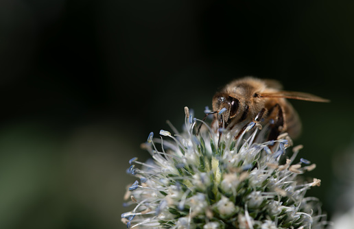 Close up of a small honey bee sitting on the pollen of a thistle. The background is green with room for text.