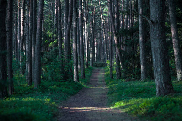 istock Morning Sunlight in Pinewood Forest. Trail, Forest Path in Background. Beautiful Morning Landscape View. Lithuania 1558959457