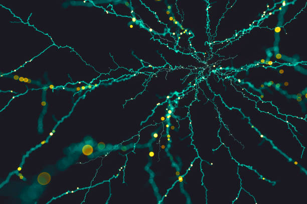 deep learning und neuronale netzwerke hintergrund - neuroscience nerve cell nerve fiber dendrite stock-fotos und bilder