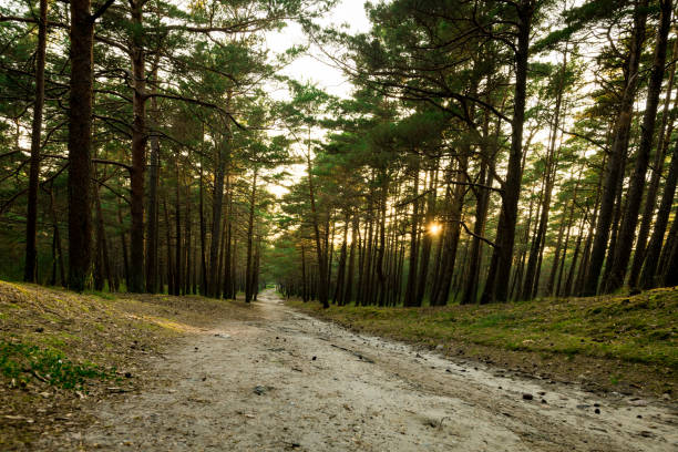 Morning Sunlight in Pinewood Forest. Trail, Forest Path in Background. Beautiful Morning Landscape View. Lithuania