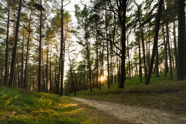 istock Morning Sunlight in Pinewood Forest. Trail, Forest Path in Background. Beautiful Morning Landscape View. Lithuania 1558962955