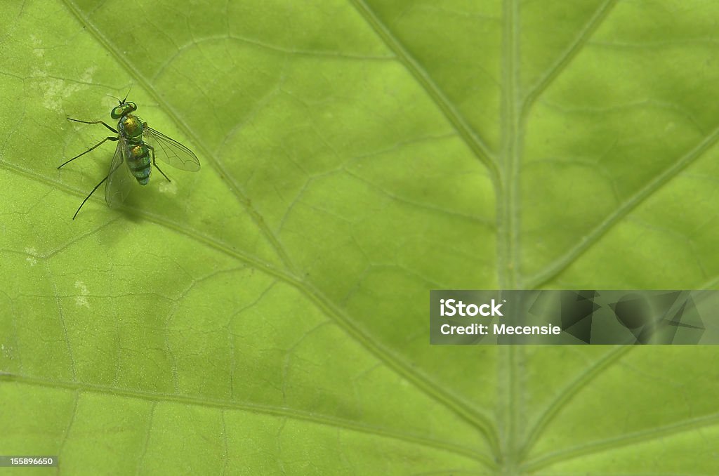 Зеленый Комар на лист - Стоковые фото Без людей роялти-фри