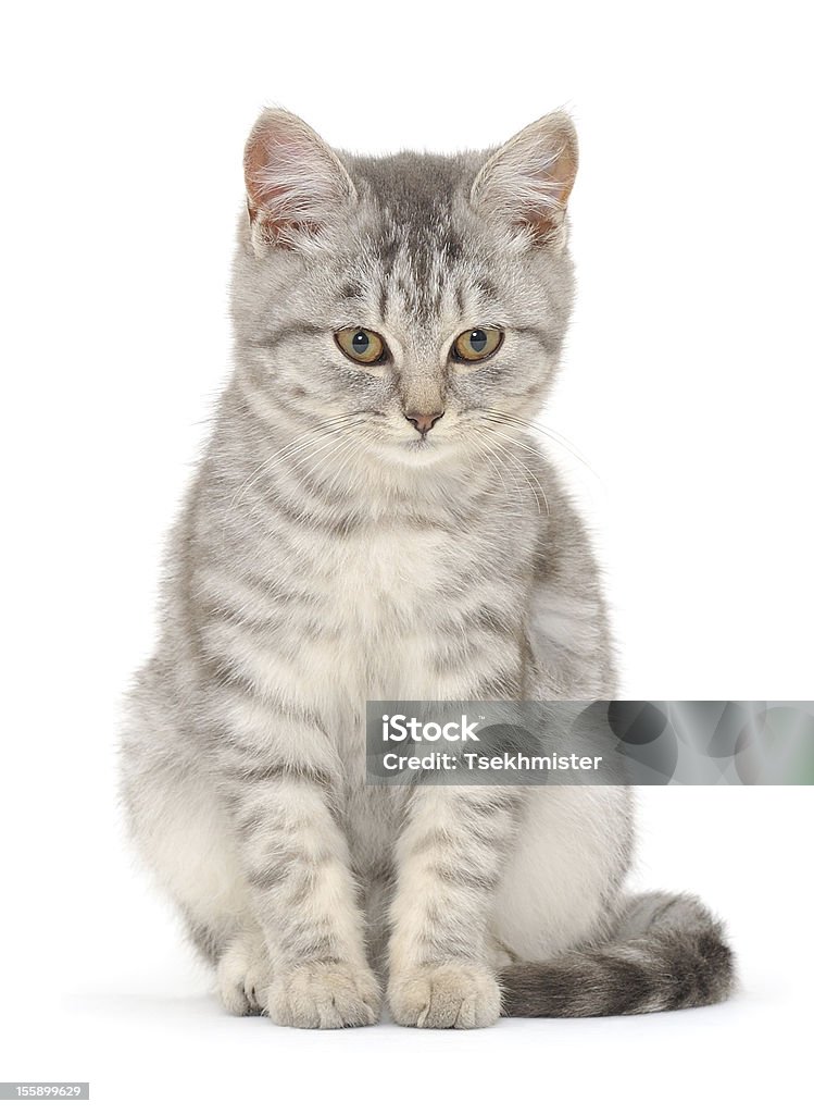 Mascota sobre un fondo blanco - Foto de stock de Animal libre de derechos