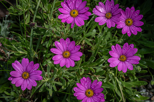 Groups of blossoming purple osteospermum flowers in a flowerbed after rainfall