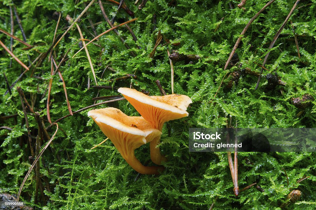 Falso Gallinaccio-Hygrophoropsis aurantiaca - Foto stock royalty-free di Autunno