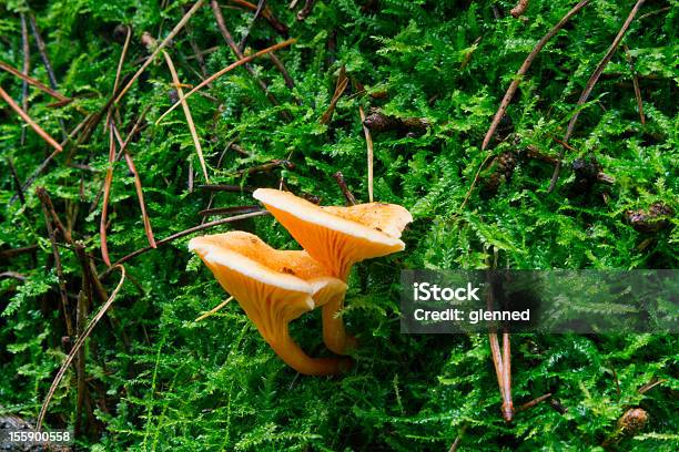 Falso Gallinacciohygrophoropsis Aurantiaca - Fotografie stock e altre immagini di Autunno - Autunno, Composizione orizzontale, Fotografia - Immagine