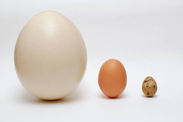 Comparação de ovo - foto de acervo