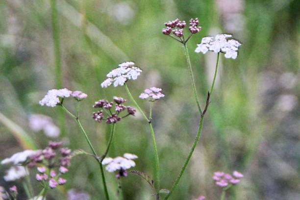 istock Wilderness wild growth in Scotland 1559018975