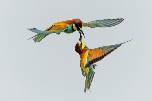 European bee-eaters fighting for their territory in the air.