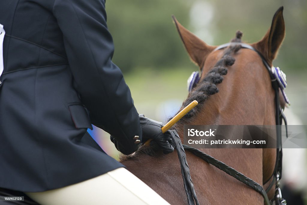 Fahrer mit show horse - Lizenzfrei Dressurreiten Stock-Foto