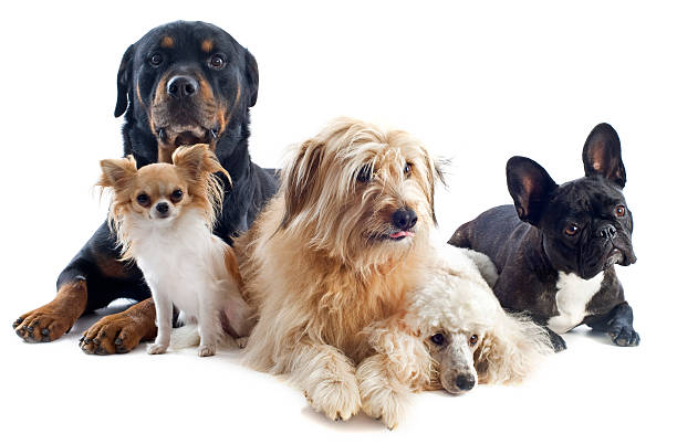 Five mixed breed dogs posing for a photo together portrait of a pyrenean sheepdog, poodle, rottweiler, chihuahua and french bulldog in front of a white background five animals stock pictures, royalty-free photos & images