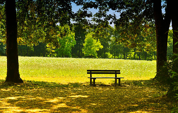 Banc dans le parc - Photo