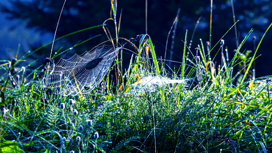 Cobwebs in the rays of the sun in the morning grass. landscape in nature