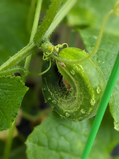 istock Curled Cucumber Growing on the Vine 1559025763
