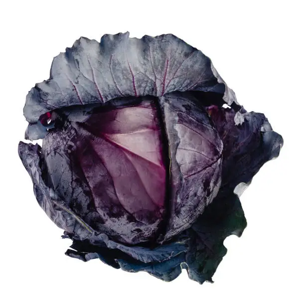 Purple cabbage isolated on a solid background
