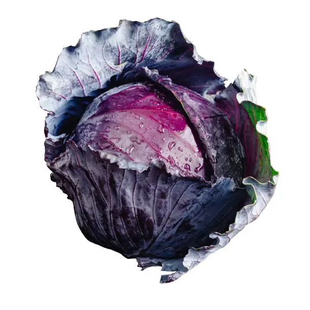 Wet purple cabbage that has just been washed on a solid background