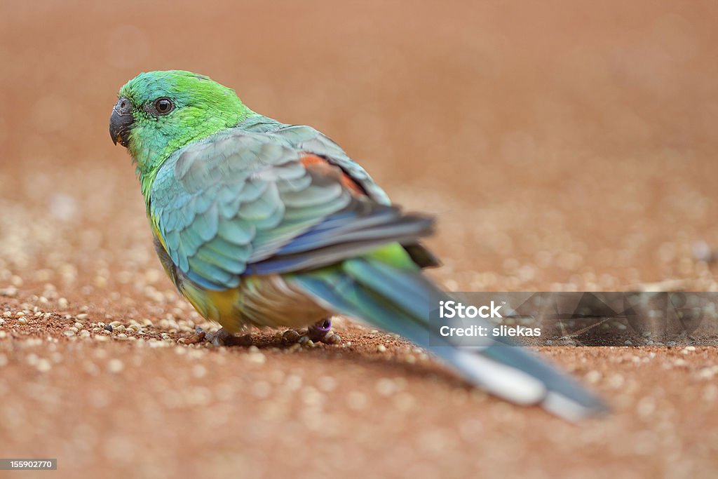 Papagaio colorido - Foto de stock de Animal de estimação royalty-free