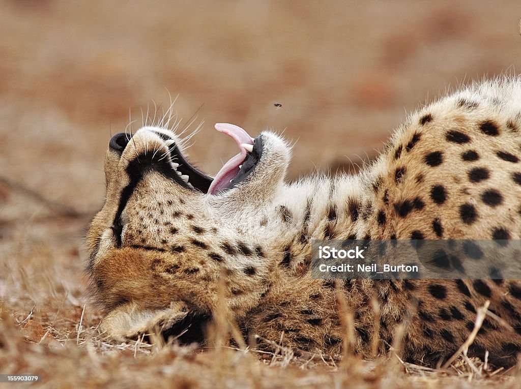 Cheetah voar armadilha - Foto de stock de Acinonyx Jubatus royalty-free