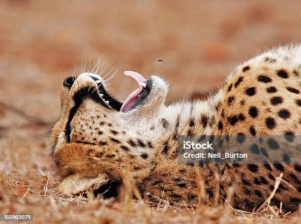 Foto de Cheetah Voar Armadilha e mais fotos de stock de Acinonyx Jubatus - Acinonyx Jubatus, Animais caçando, Animais de Safári