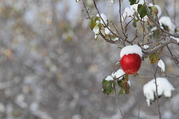 yakima apple orchard - spartan apple photos et images de collection