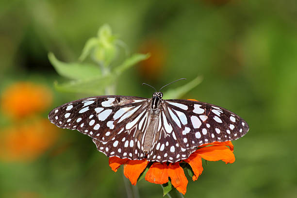 Papillon - Photo