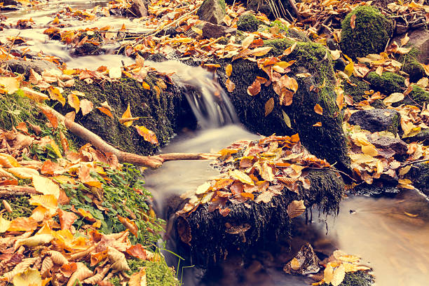 Fall has arrived A small stream in the woods. Leaves lie all around.  FL-photography stock pictures, royalty-free photos & images