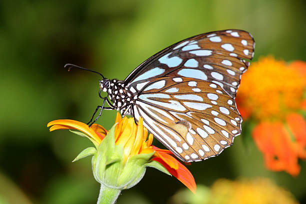 Papillon - Photo