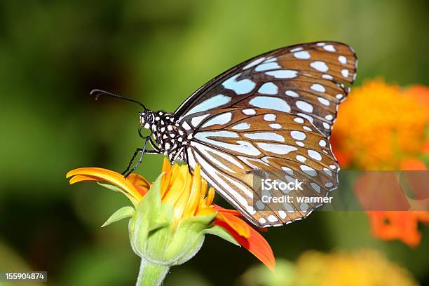 Farfalla - Fotografie stock e altre immagini di Ala di animale - Ala di animale, Ambientazione esterna, Animale